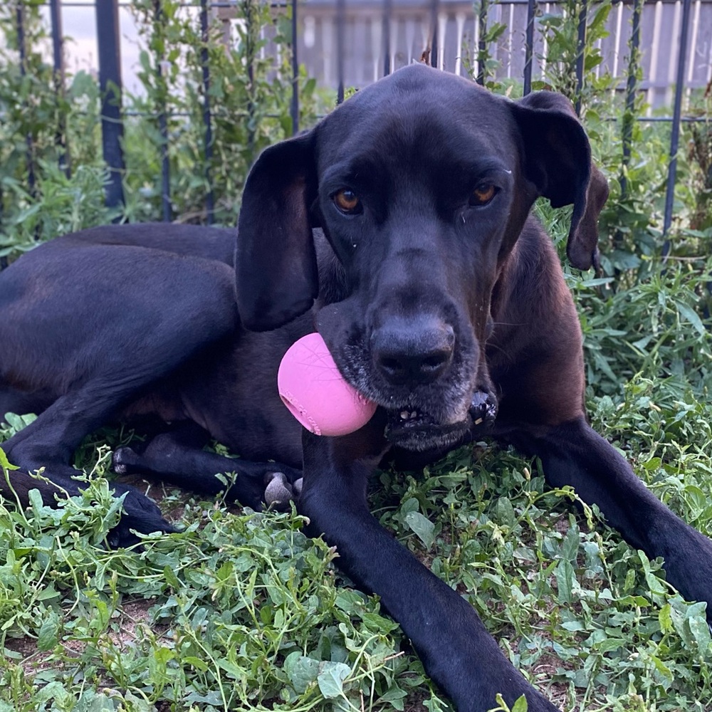 🐾🦴NEW RESCUE ALERT!🐾🦴